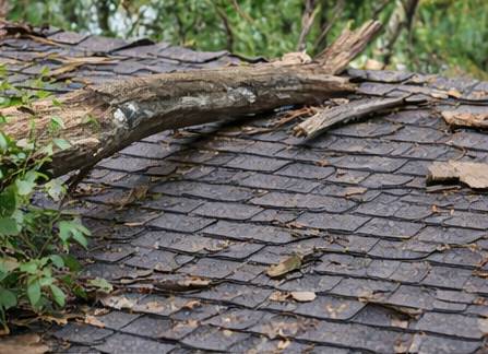 Storm or wind damage example